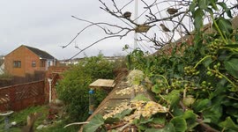 The House Sparrow an endangered uk garden bird continuing to decline in the UK, RSPB survey shows House sparrow  numbers dropping at alarming rate