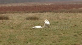 fighting swans
