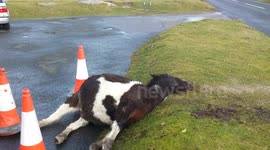 Wild pony hit by van  driving to fast across dartmoor national park , police had to shoot the pony