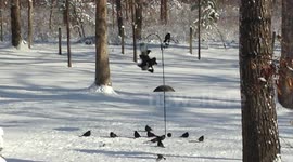 birds are out during a cold snowy day.
