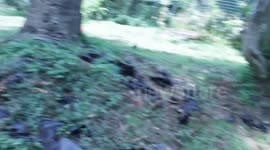 Thousands of dead bats found in Queensland