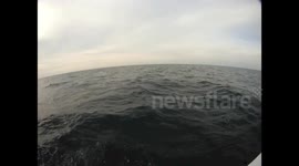 Bull Shark Eats Grouper