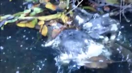 Thousands of dead bats found in Queensland (day five)