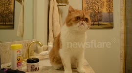 Super cute exotic shorthair (flat face) cat vs. dental floss