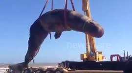 Sperm Whale crashes down upon truck