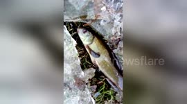 Gardeners find live fish in their frozen rainwater barrels