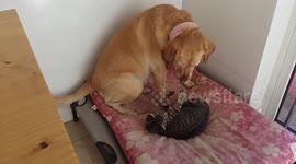 Kitten annoying Dog