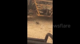 Tourists break down in jungle, have to contend with GIANT spider