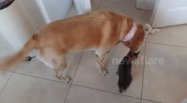 Dog and kitten playing