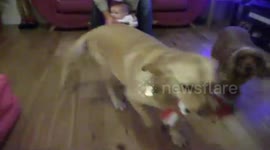 Baby jockey wins race