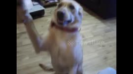 Dog fetches pen and paper