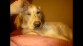 Don't stop petting the dog......