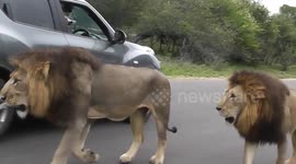 Male lions 'weave' through traffic in South Africa