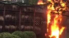 Hundreds of pigs escape being burned in lorry fire