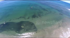 Millions of sardines shoaling on California coast