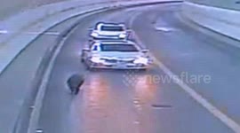 Wild boar crashes into car in tunnel