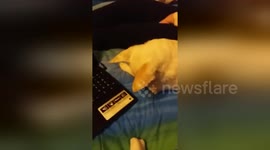 Newsflare Edit - Dog Hears Toys Squeaking