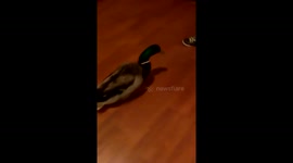 Pet duck chases owner around house
