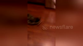 Newsflare Edit - Nighttime shenanigans! Nibbles chases Jonny!