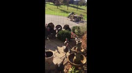 Crazy turkey yard party