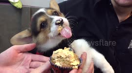 Adorable corgi puppy eating a cupcake
