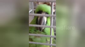 Talented parrot can sing opera