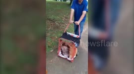 Pet Owner Takes His Two Cats For A Walk By Pushing Them In A Trolley
