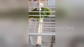 Talented parrot can sing opera