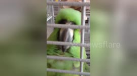 Talented parrot can sing opera