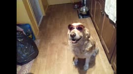 Funny dog is wearing sunglasses