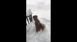 This rescue dog loves snow