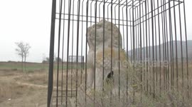 Stone lions are locked in cages to prevent being stolen in China