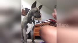 Newsflare Edit - Dog plays pat-a-cake with owner