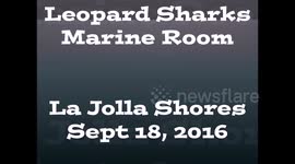 Leopard Sharks at the Marine Room of La Jolla Shores, California