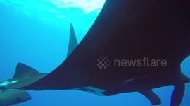 Divers encounter giant ray