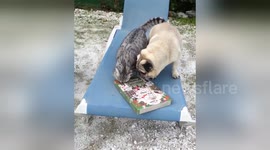 Cat and pug open advent calendar