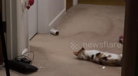 Cat startled by owner