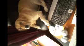 Funny dog wearing glasses playing on computer using mouse