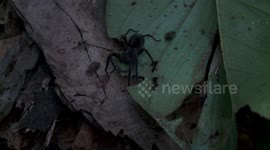 Paititi Expedition: Spider (part 2)