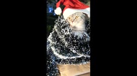 Arguably the most adorable Christmas cat ever