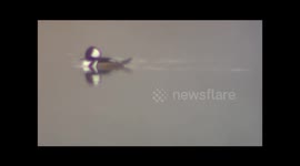 Hooded Mergansers gliding in pond