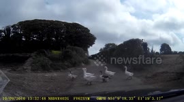 Goose acts as 'lollipop lady' (crossing guard) for other geese