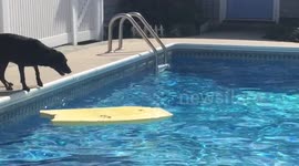 Smart dog uses bodyboard to play fetch