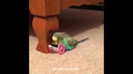 Budgie sex