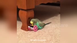 Newsflare Edit - Budgie sex