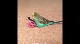 Budgie humps toy and breaks it