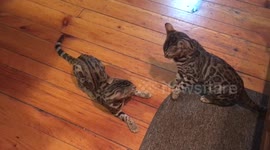 Bengal Cats Practicing Their JiuJitsu