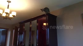 Flying Bengal Cat
