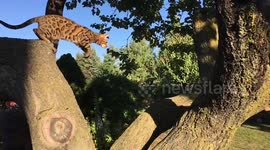 Ella the Leaping Bengal