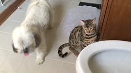 Bengal Cat Splashes Other Pets